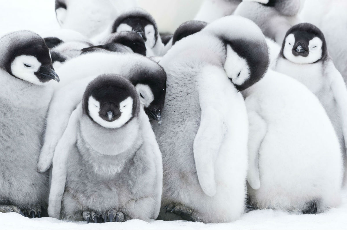 帝企鹅日记2：召唤剧照的剧照