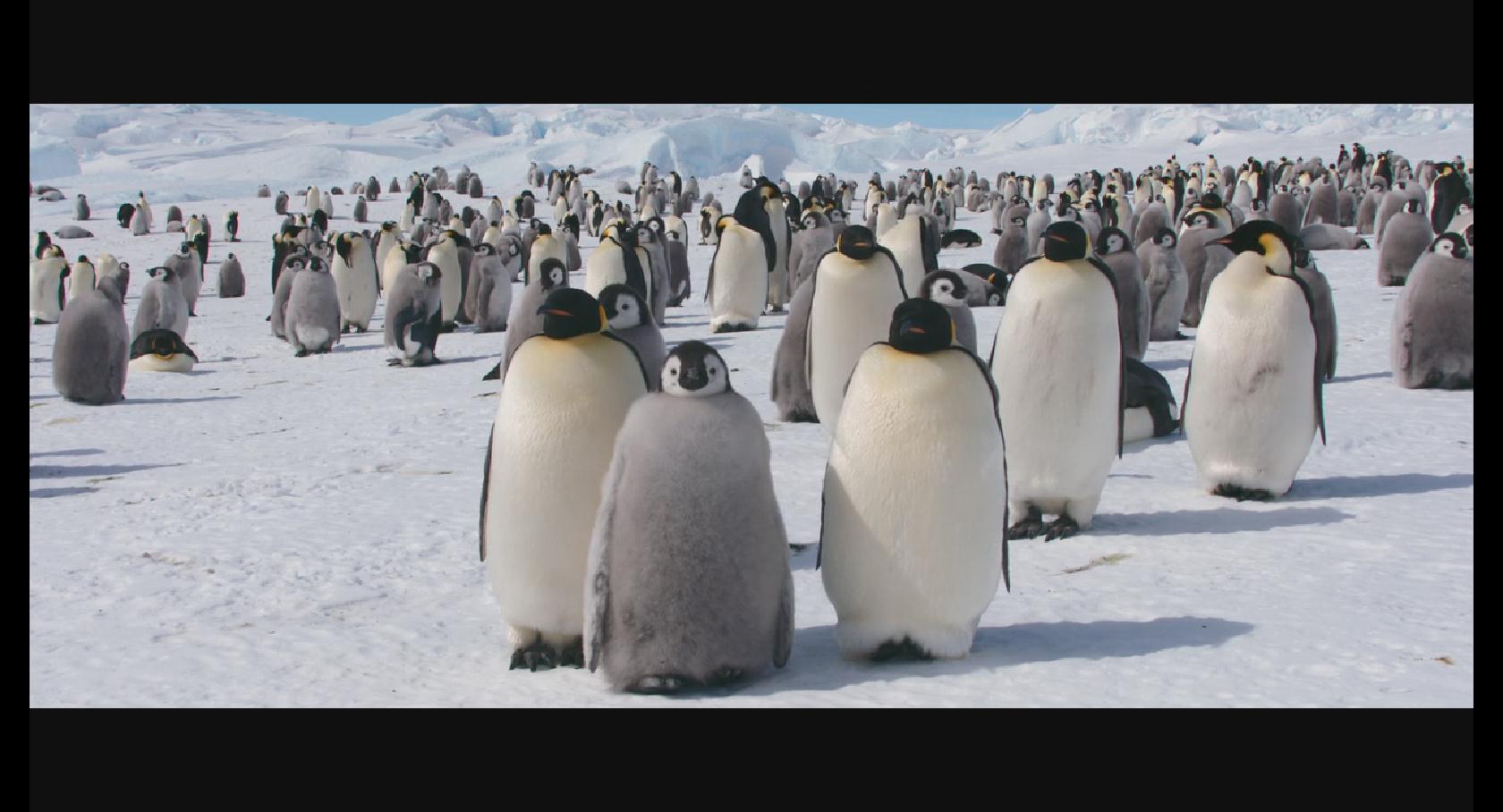 帝企鹅日记2：召唤剧照的剧照