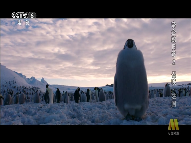 帝企鹅日记2：召唤剧照的剧照