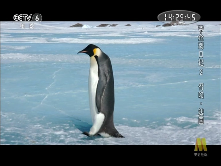 帝企鹅日记2：召唤剧照的剧照