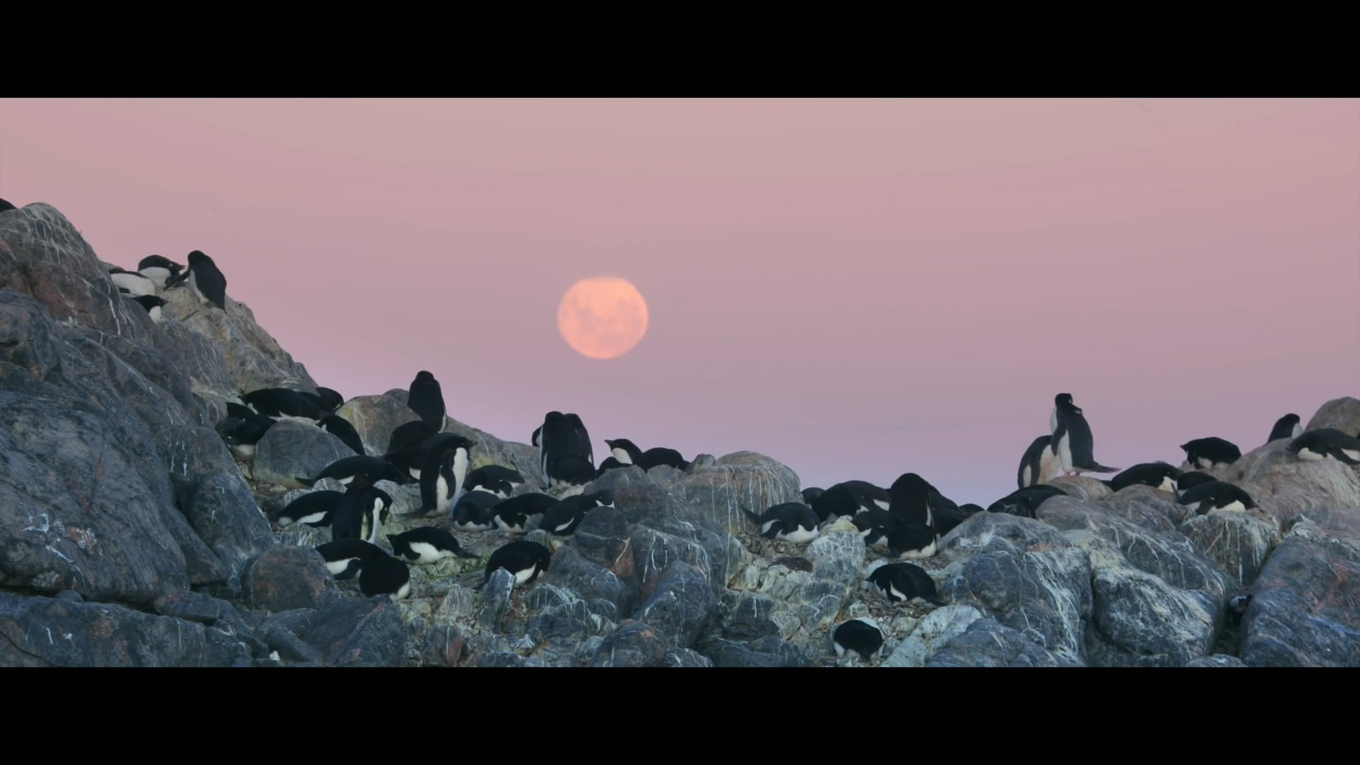 帝企鹅日记2：召唤剧照的剧照