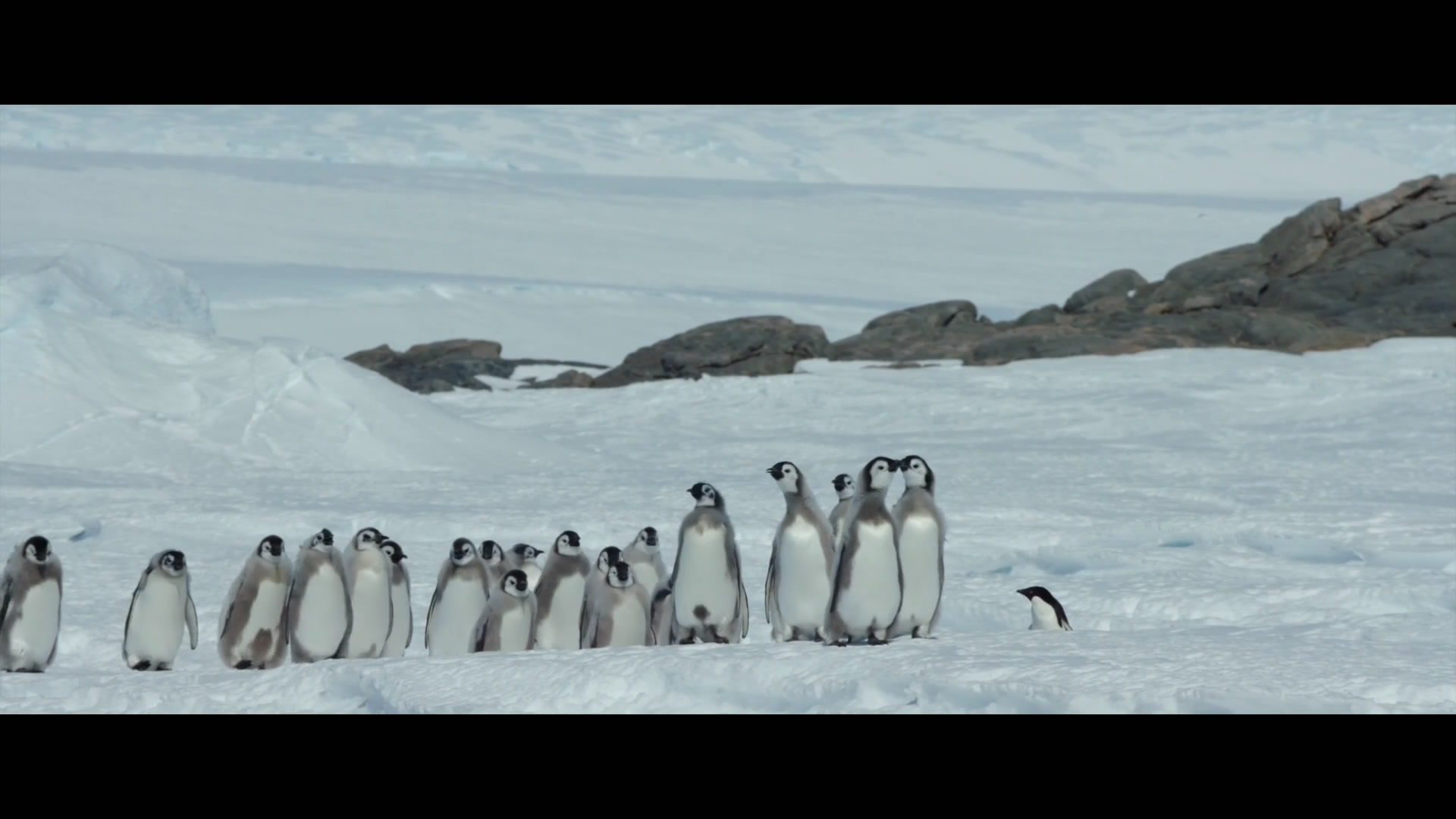 帝企鹅日记2：召唤剧照的剧照