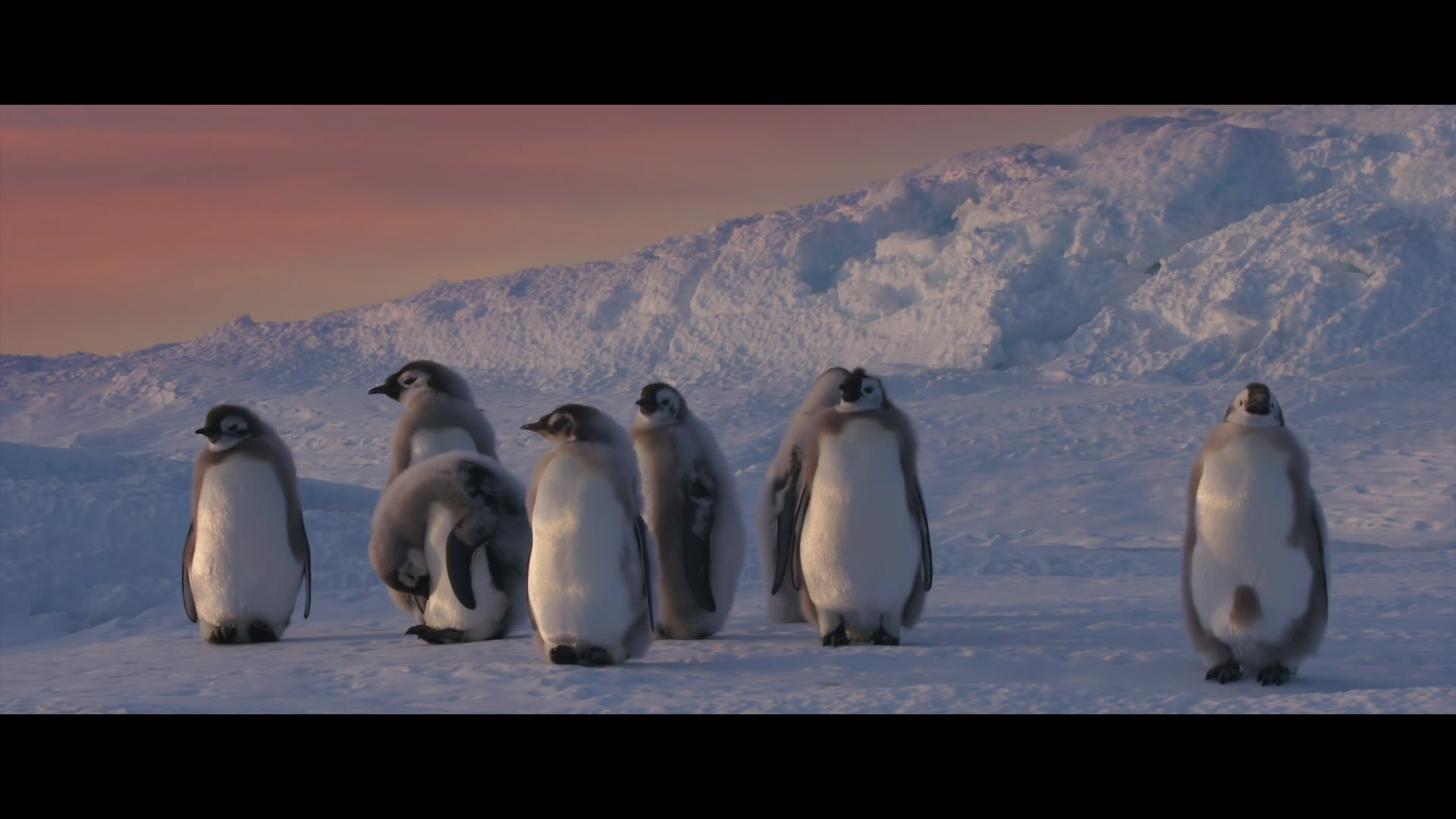 帝企鹅日记2：召唤剧照的剧照