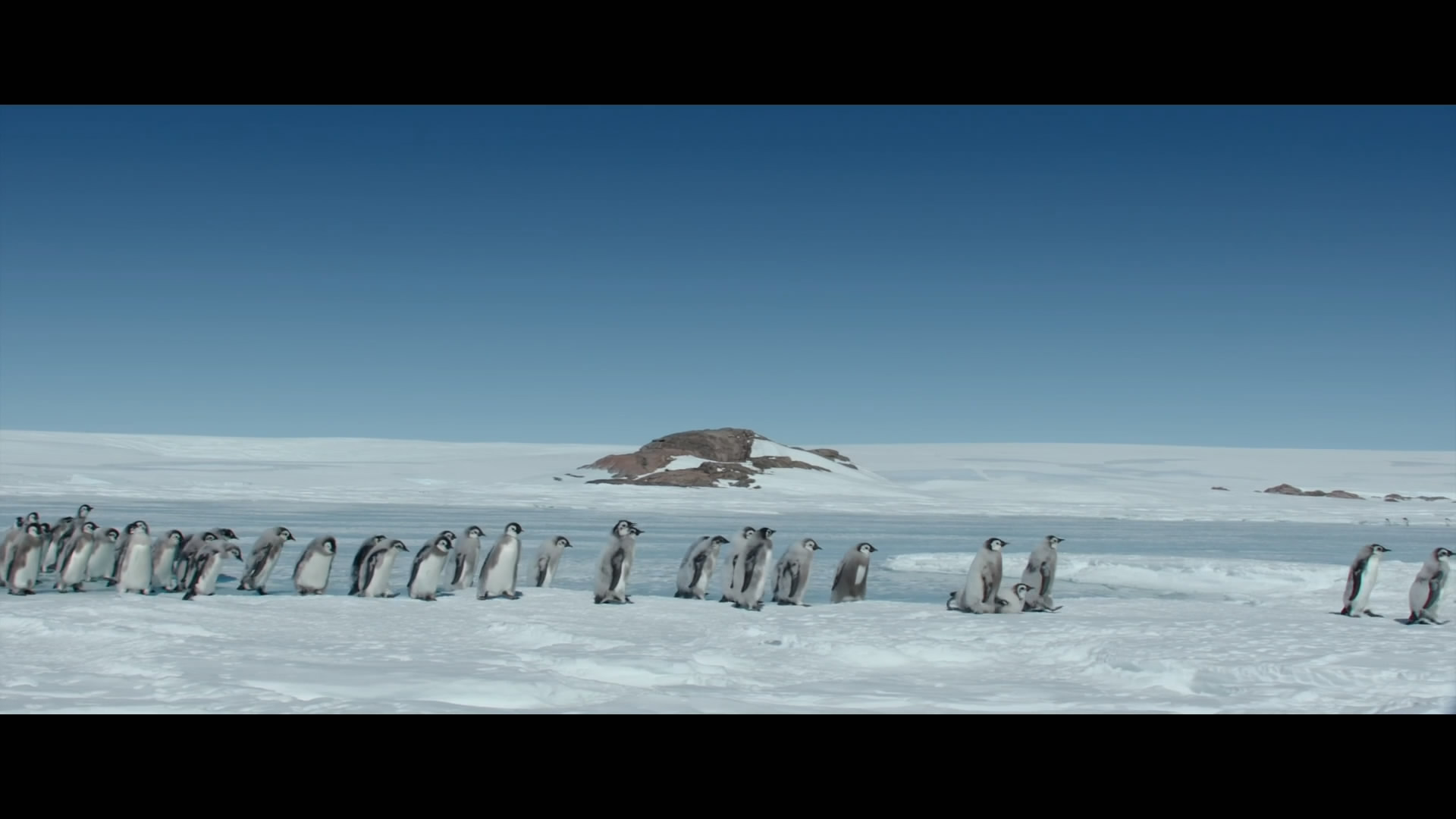 帝企鹅日记2：召唤剧照的剧照