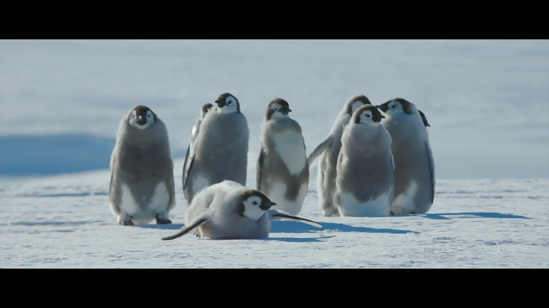 帝企鹅日记2：召唤剧照的剧照