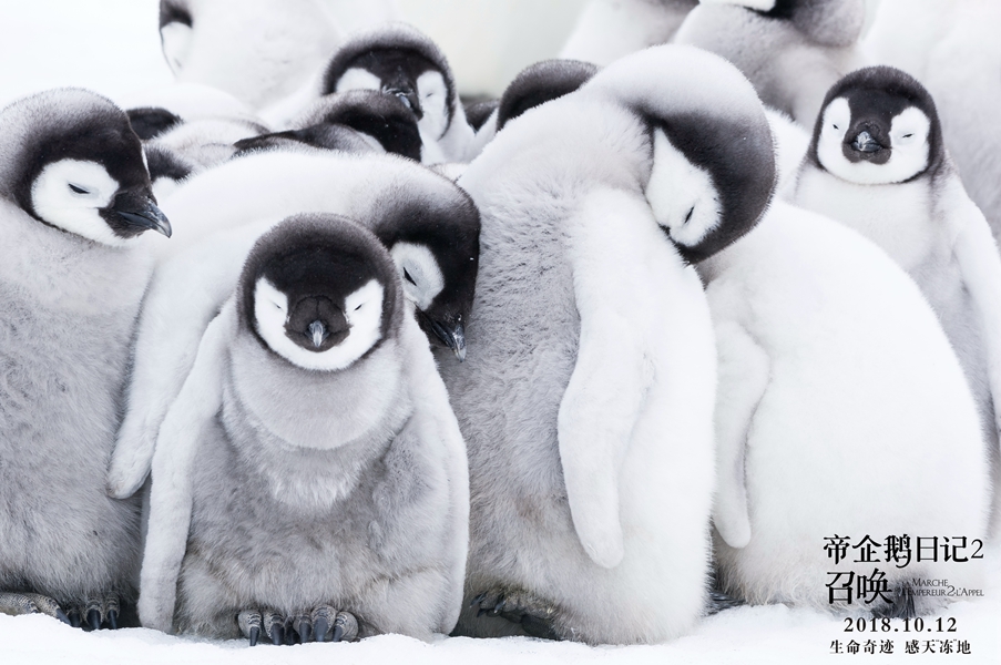 帝企鹅日记2：召唤剧照的剧照