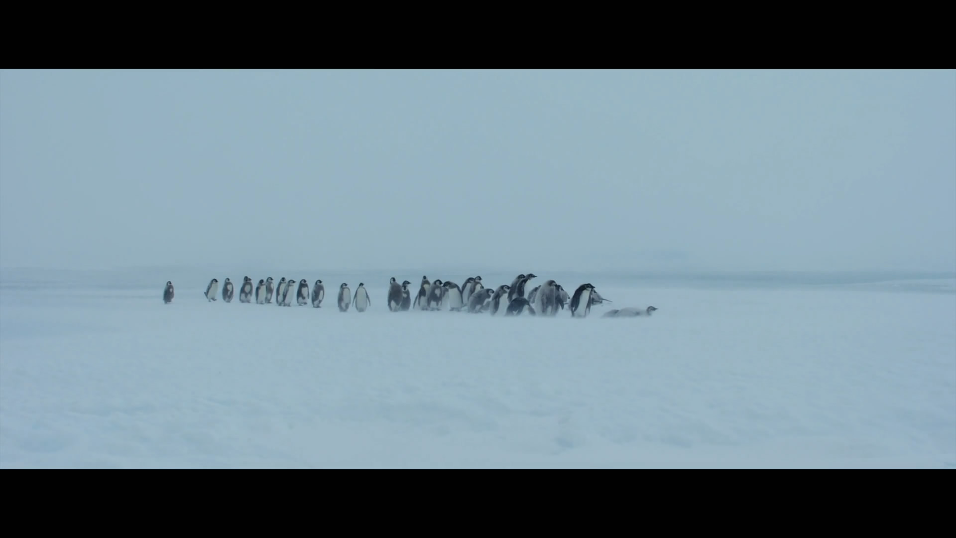 帝企鹅日记2：召唤剧照的剧照