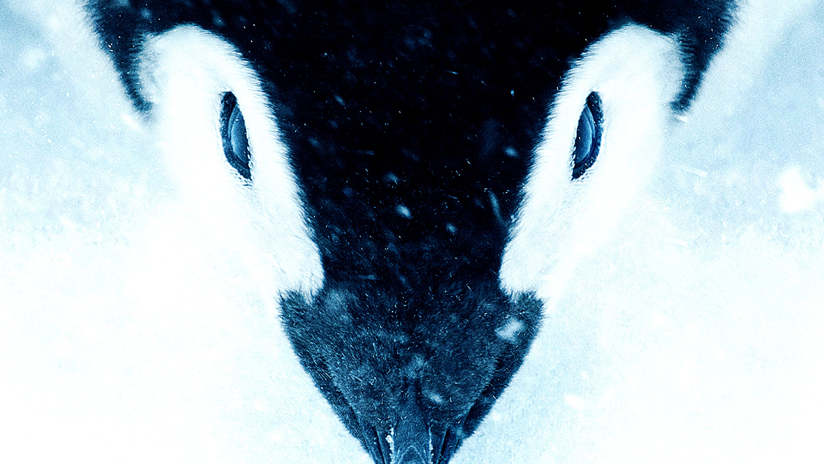 帝企鹅日记2：召唤剧照的剧照