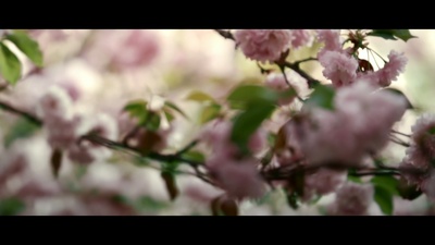 他们在岛屿写作：姹紫嫣红开遍剧照的剧照