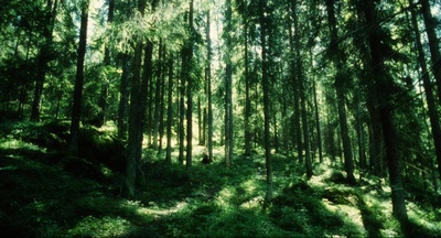 海鸥食堂剧照的剧照