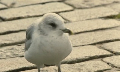 海鸥食堂剧照的剧照