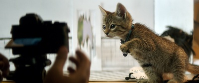 基努猫剧照的剧照