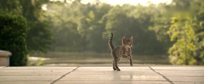 基努猫剧照的剧照