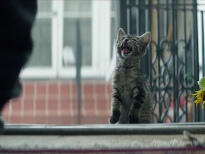 基努猫剧照的剧照