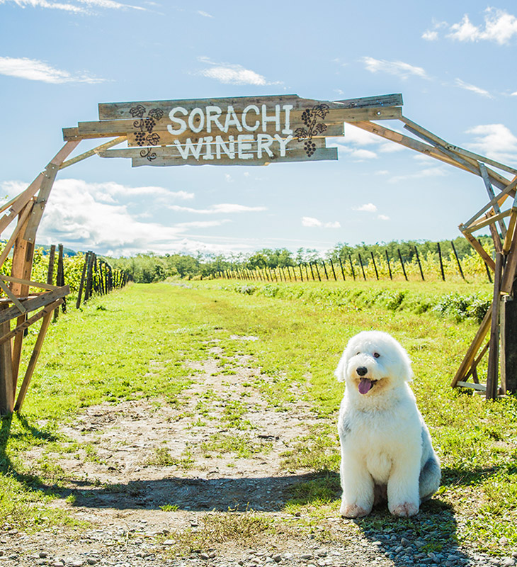 葡萄的眼泪剧照的剧照