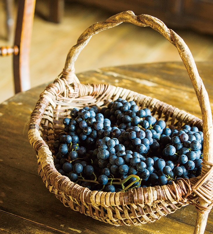 葡萄的眼泪剧照的剧照