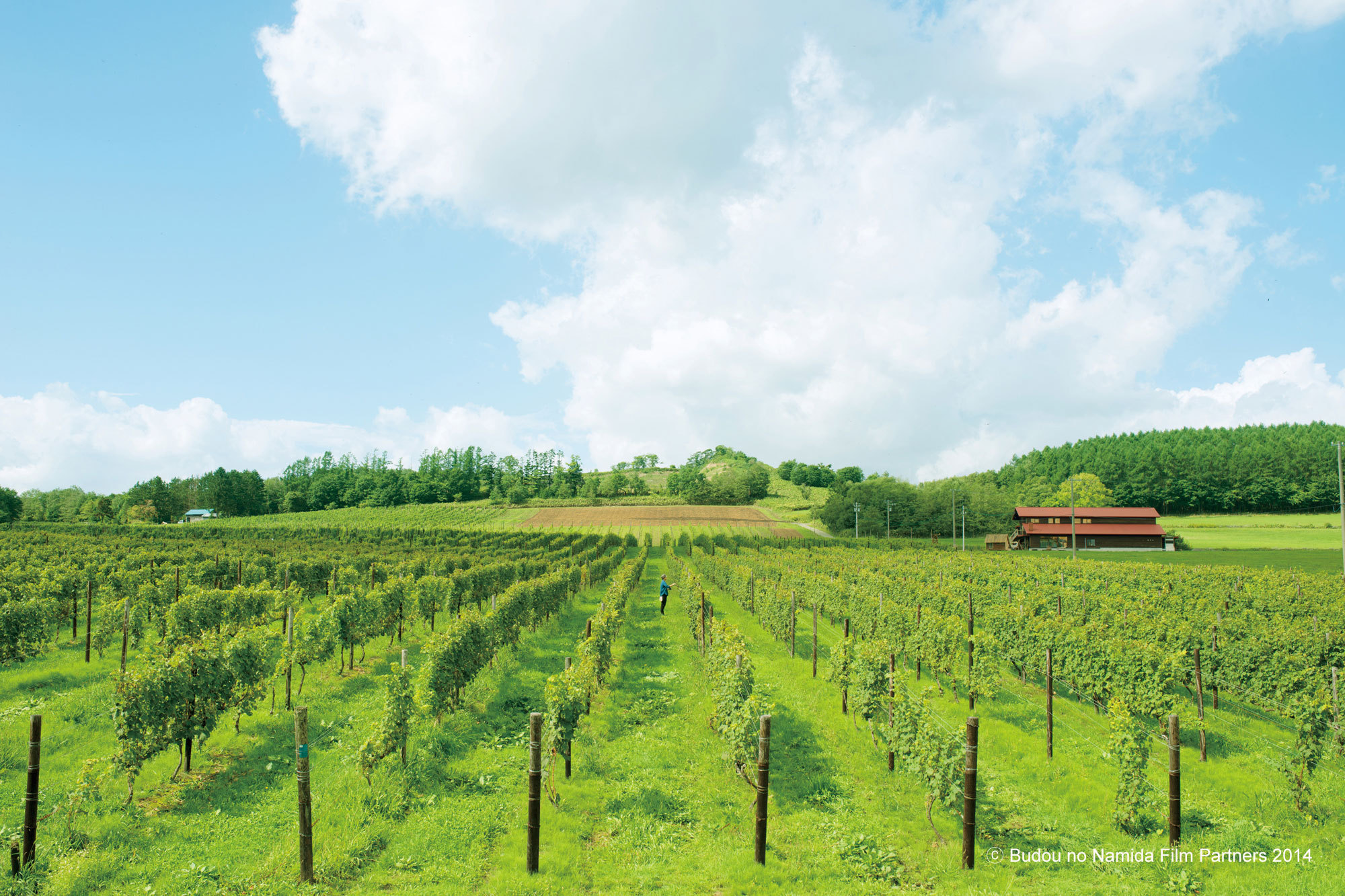 葡萄的眼泪剧照的剧照