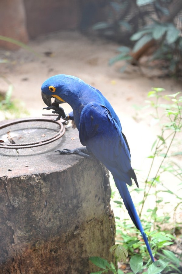 里约大冒险剧照的剧照