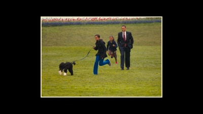 军犬麦克斯2：白宫英雄剧照的剧照