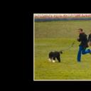 军犬麦克斯2：白宫英雄剧照