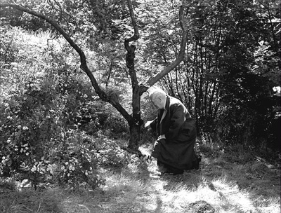 野草莓剧照的剧照