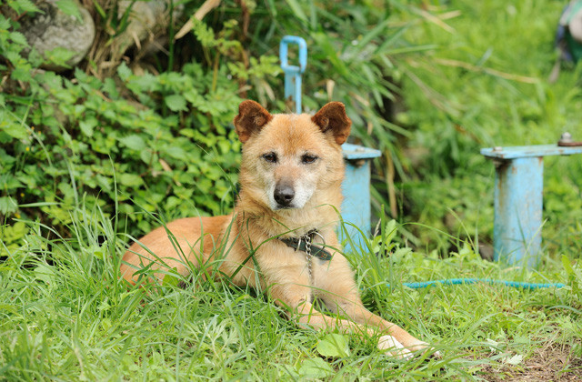 哪啊哪啊神去村剧照的剧照