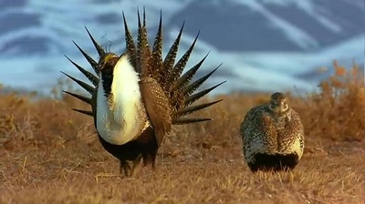 迁徙的鸟剧照的剧照