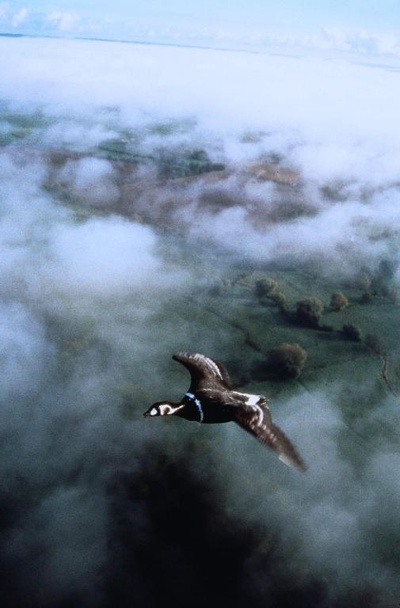 迁徙的鸟剧照的剧照