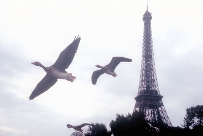 迁徙的鸟剧照的剧照