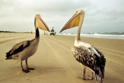 迁徙的鸟剧照的剧照