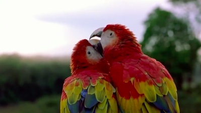 迁徙的鸟剧照的剧照