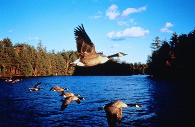 迁徙的鸟剧照的剧照