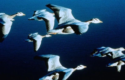 迁徙的鸟剧照的剧照