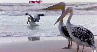 迁徙的鸟剧照的剧照