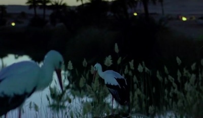 迁徙的鸟剧照的剧照