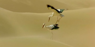 迁徙的鸟剧照的剧照