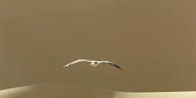 迁徙的鸟剧照的剧照