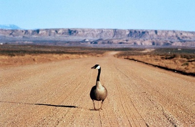 迁徙的鸟剧照的剧照