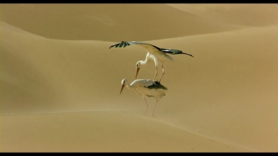 迁徙的鸟剧照的剧照