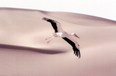 迁徙的鸟剧照的剧照