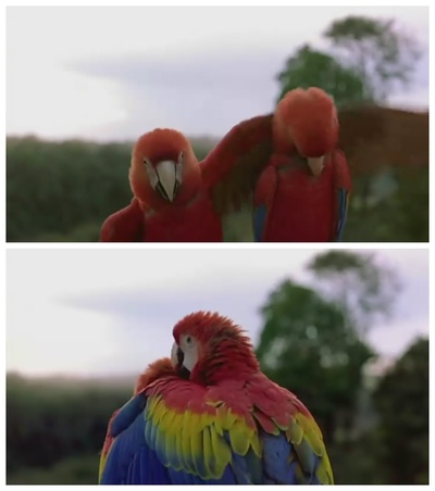 迁徙的鸟剧照的剧照