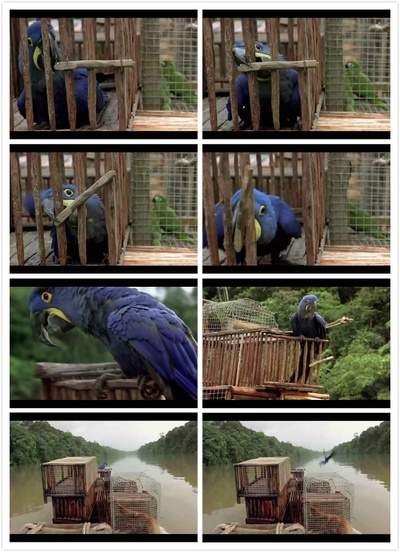 迁徙的鸟剧照的剧照