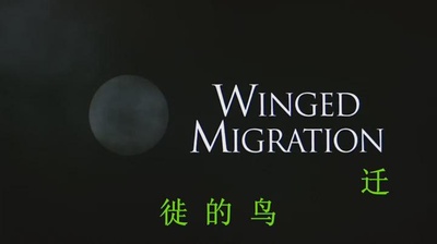 迁徙的鸟剧照的剧照