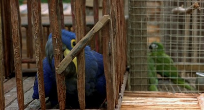 迁徙的鸟剧照的剧照