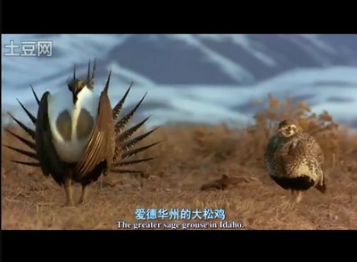 迁徙的鸟剧照的剧照