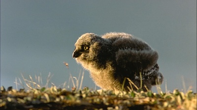 迁徙的鸟剧照的剧照