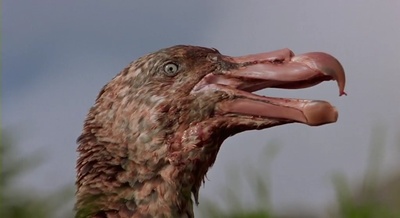 迁徙的鸟剧照的剧照