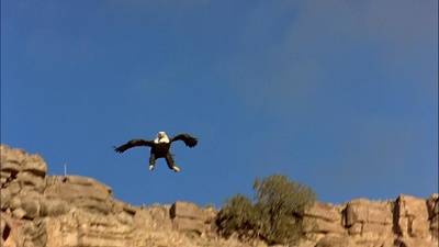 迁徙的鸟剧照的剧照
