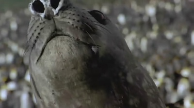 迁徙的鸟剧照的剧照