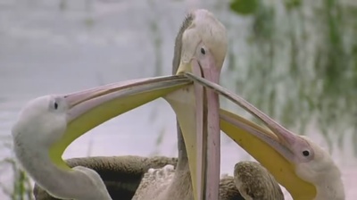 迁徙的鸟剧照的剧照
